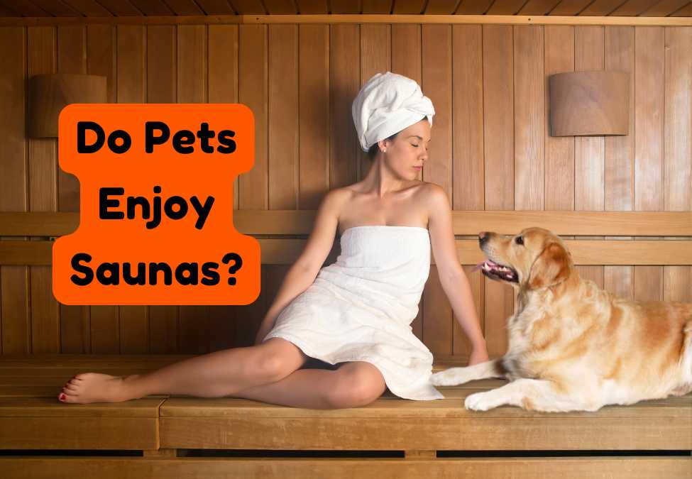 Do Pets Enjoy Saunas? Exploring Animal Wellness